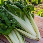 Potagères - Poirée Verte à Carde Blanche 3 - face recto